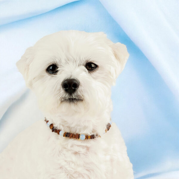 Baltic Amber Dog Cat Collar Tick Flea Jewellery for Small Large Dogs Cats