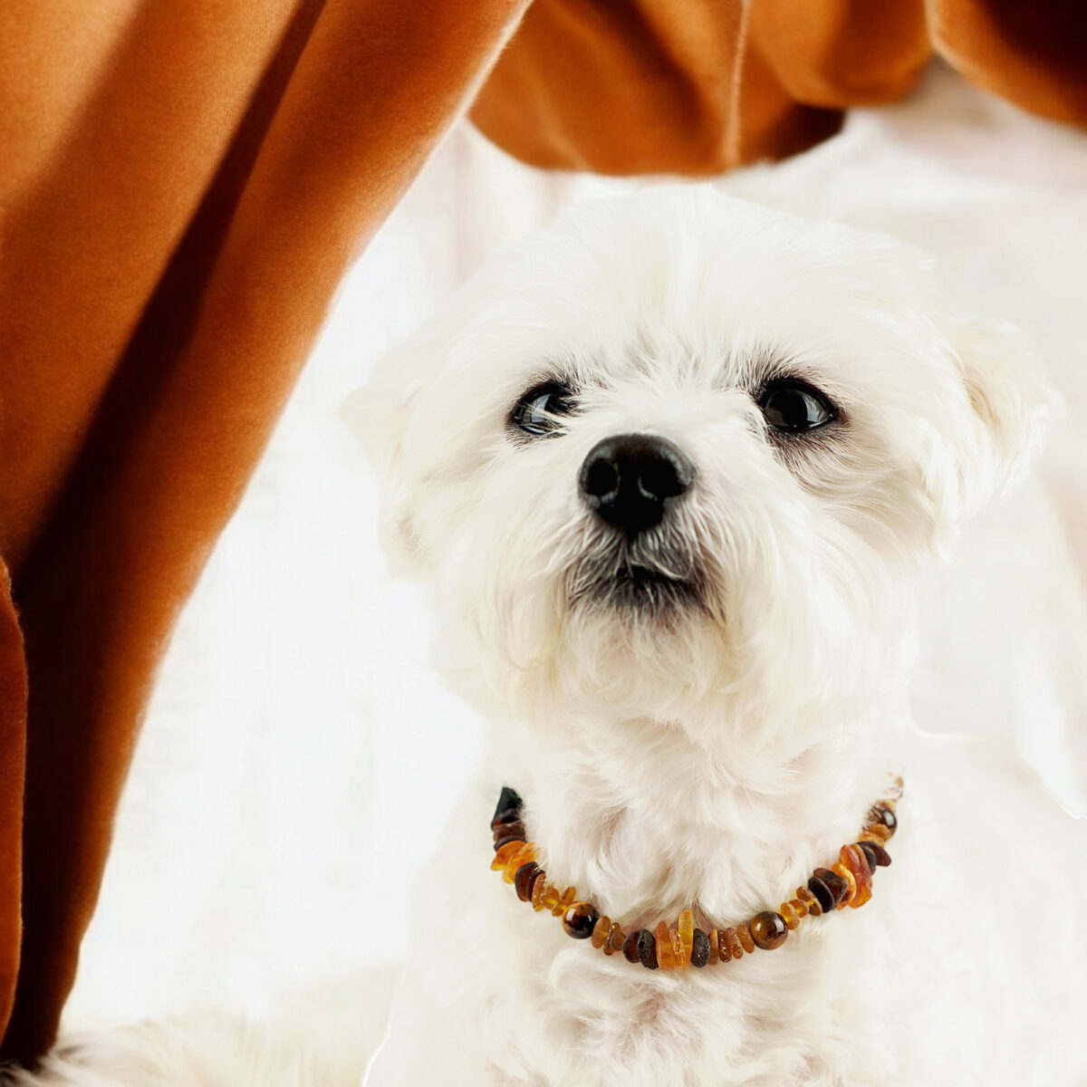 Natural-Raw-Baltic-Amber-Tick-Flea-Dog-Cat-Collar-Adjustable-Gemstone-Leather-Tiger-Eye-Fancy-Jewelry-for-Dogs-Cats-UK-Ireland