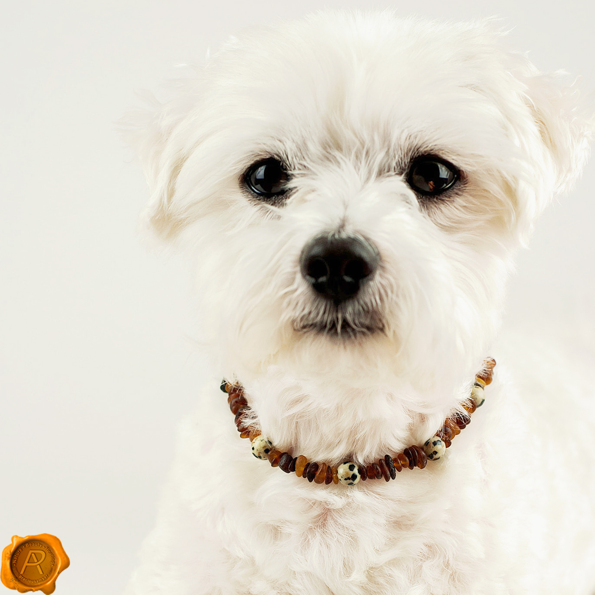 amber cat collar