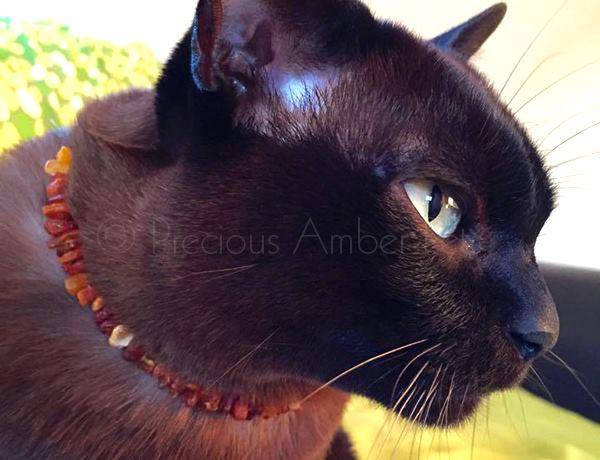 amber cat collar