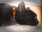 Amber Tiger Eye Pet Collar - Image 7