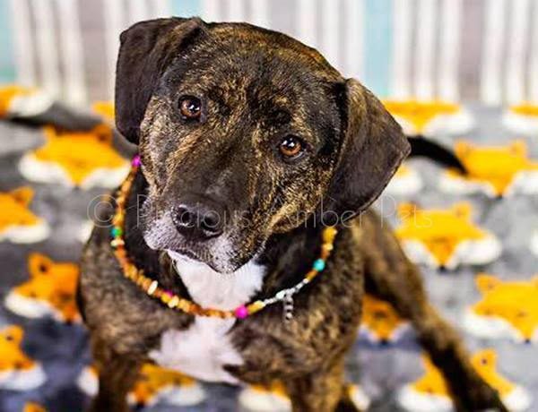 amber necklace for dogs