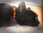 Amber Opalite Pet Collar - Image 7