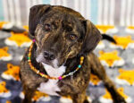 Amber Opalite Pet Collar - Image 8
