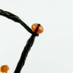 Large Cognac Amber Amulet - Image 4