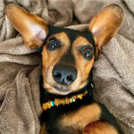 LGBT Amber Rainbow Pet Collar - Image 3