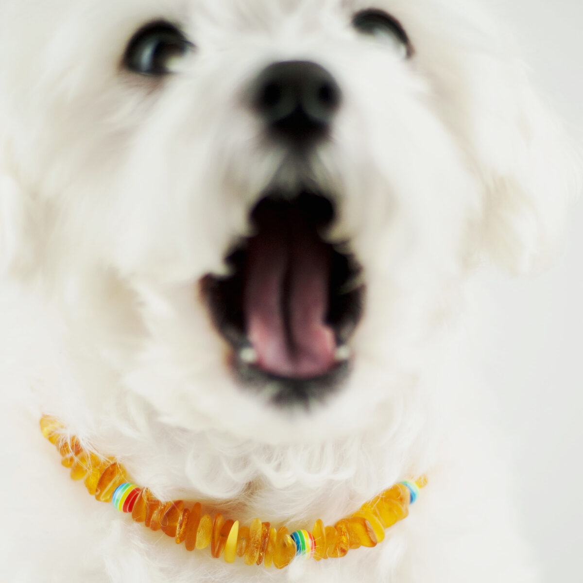 LGBT Amber Rainbow Pet Collar - Image 1