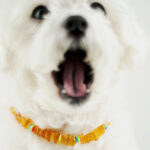 LGBT Amber Rainbow Pet Collar