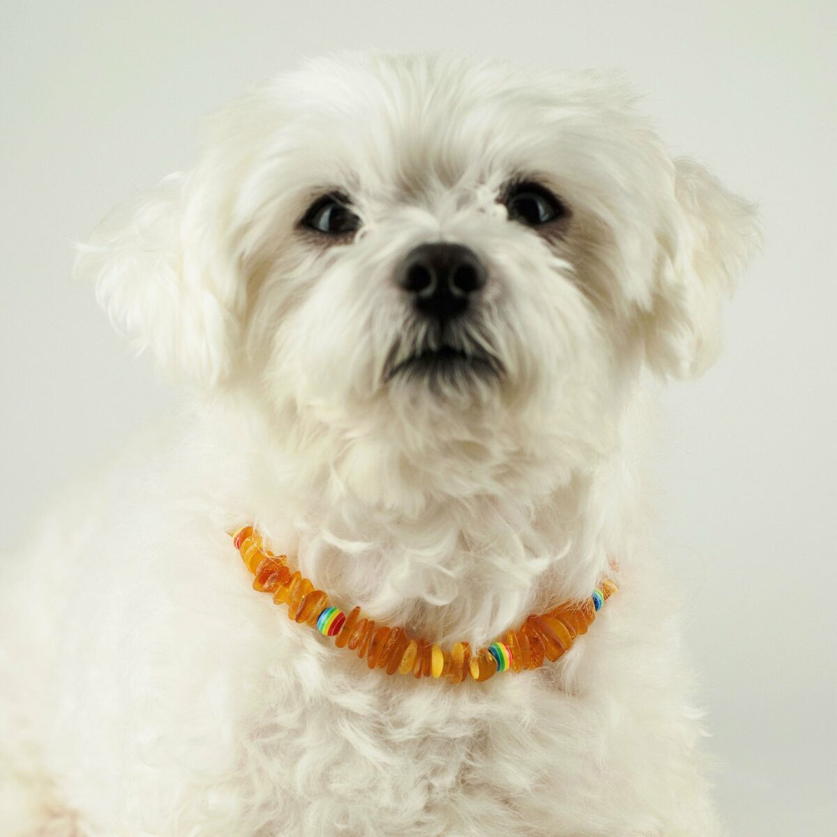 LGBT Amber Rainbow Pet Collar - Image 4