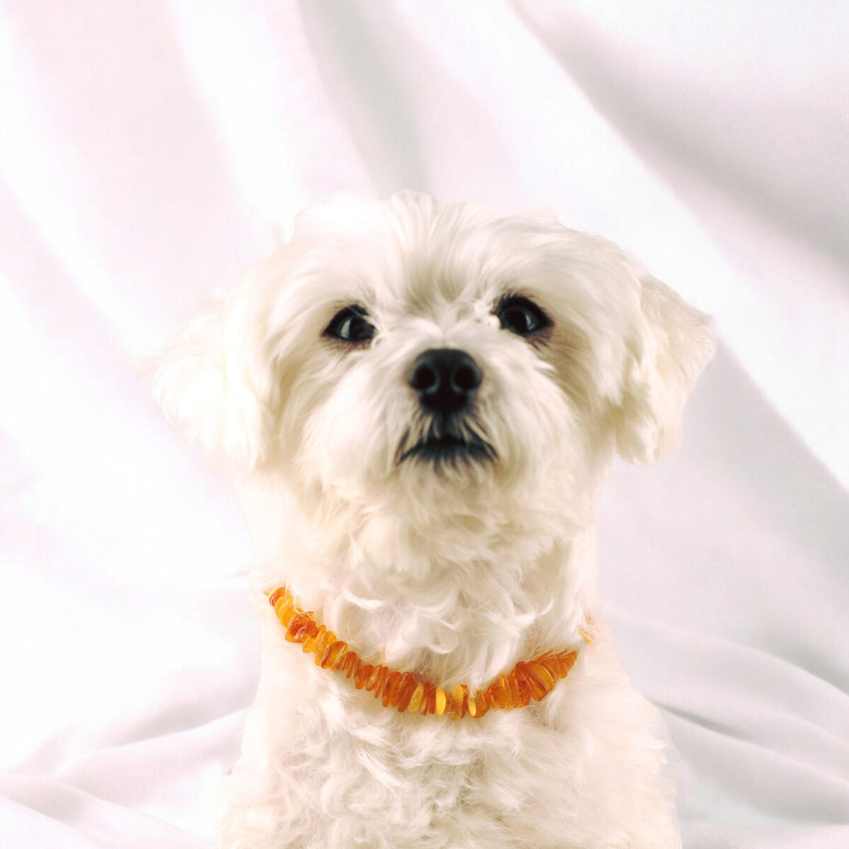 Raw Natural Baltic Amber Gemstone Collar for Dog Cat Tick Flea Amber Jewelry dogs Cats