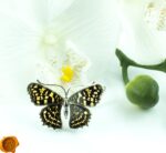 Carved Amber Leopard Butterfly - Image 4