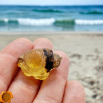 Carved Matt Amber Turtle Figurine - Image 4