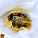 Carved Matt Amber Turtle Figurine - Image 2
